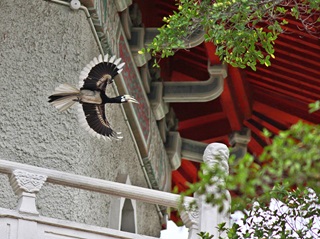 oriental pied hornbill pc