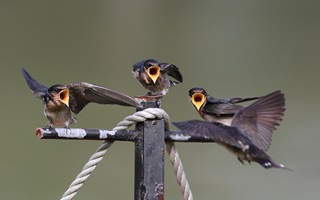 pacific swallow