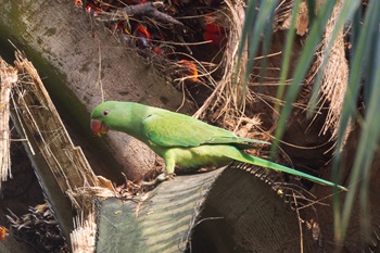parakeet f