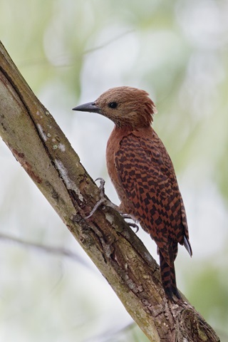 rufous woodpecker
