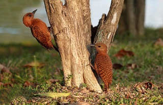 rufous woodpecker