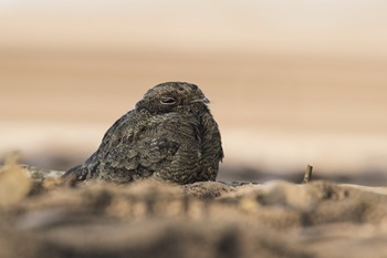 nightjar
