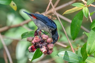 scarlet backed flowerpecker