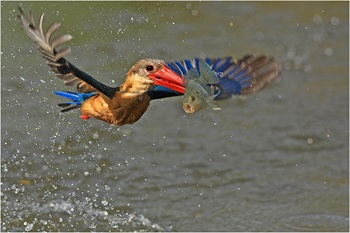 stork billed kingfisher fly