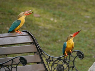stork billed kingfisher