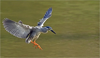 striated heron flight