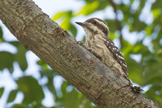 sunda pygmy woodpecker