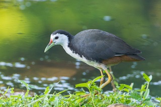 white breasted waterhen