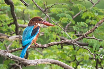 white throated kingfisher