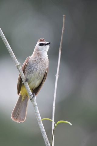 yellow vented bulbul