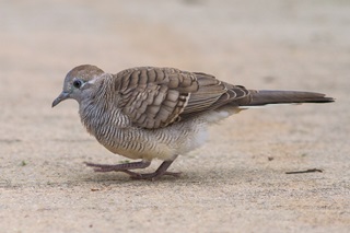 zebra dove francis yap