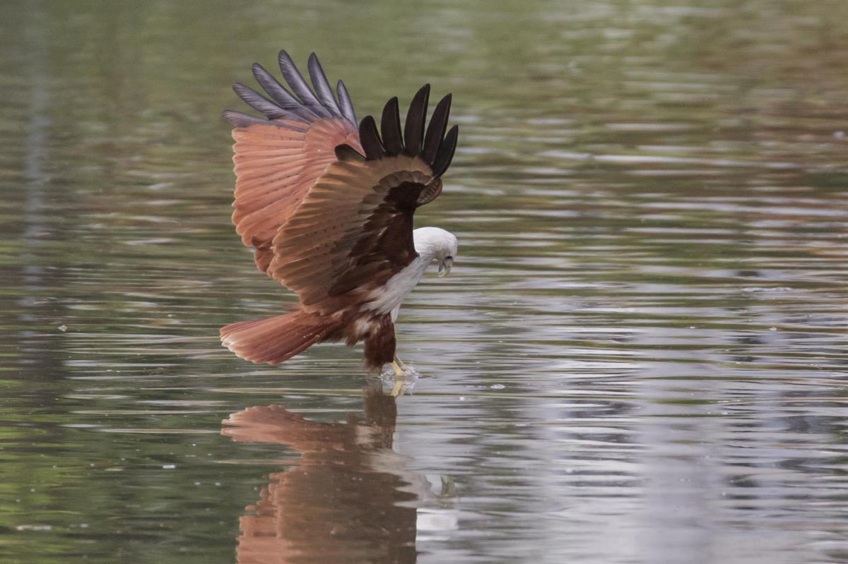 brahminy kite