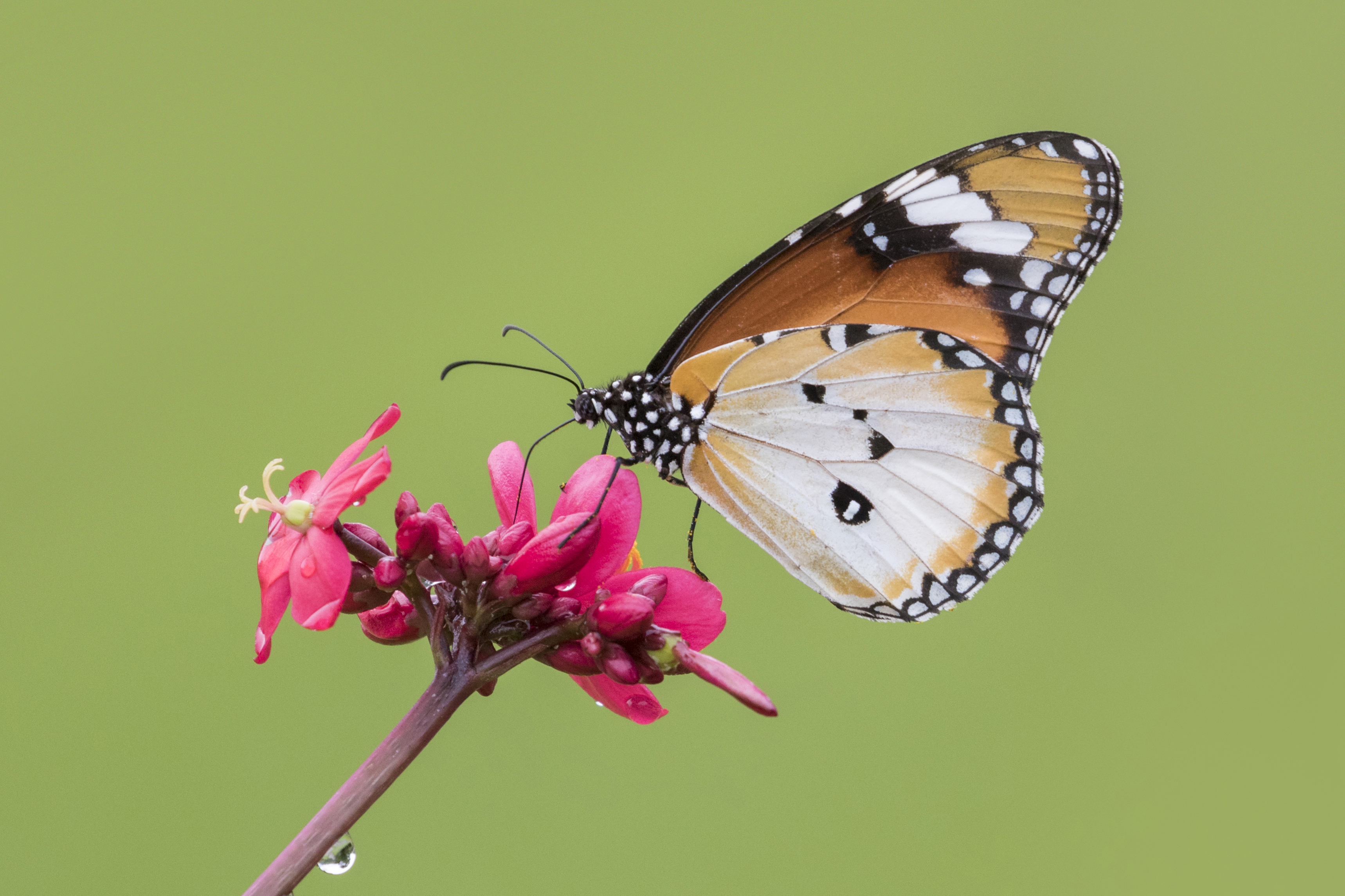 plain tiger