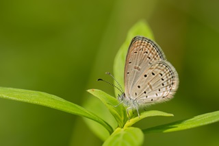 pygmy grass blue