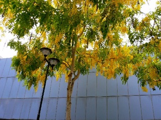 golden shower tree