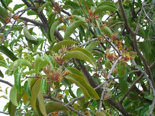 malayan mistletoe