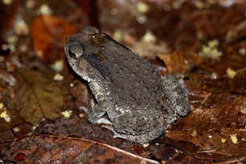 asian toad
