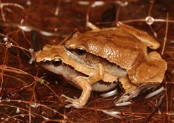 dark sided chorus frog