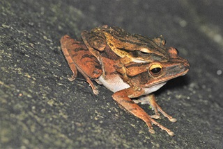 four lined tree frog