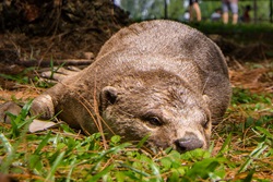 otter lie down