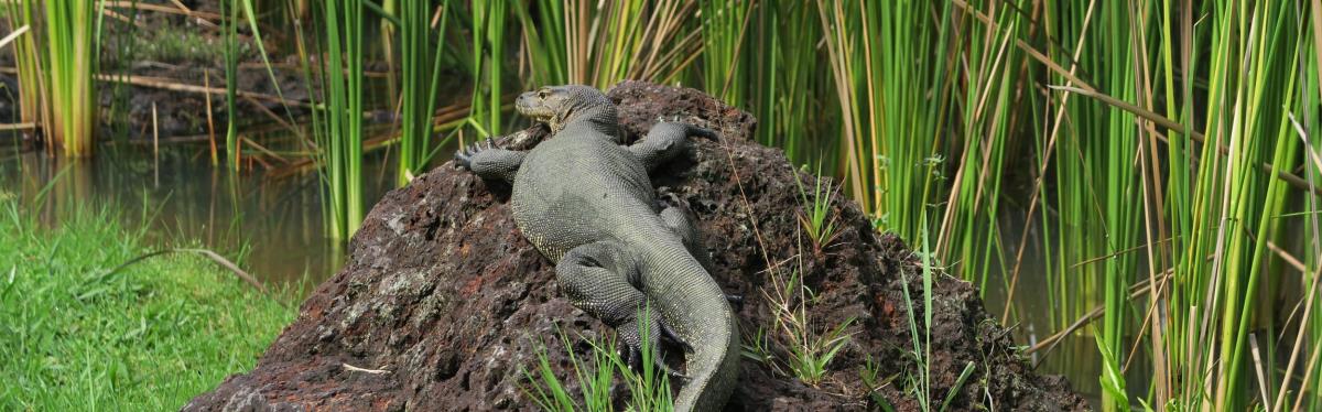 Reptiles and Amphibians