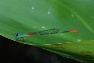 ornate coraltail
