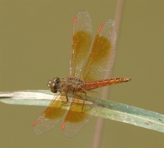 common amberwing m