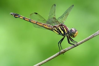 common chaser f