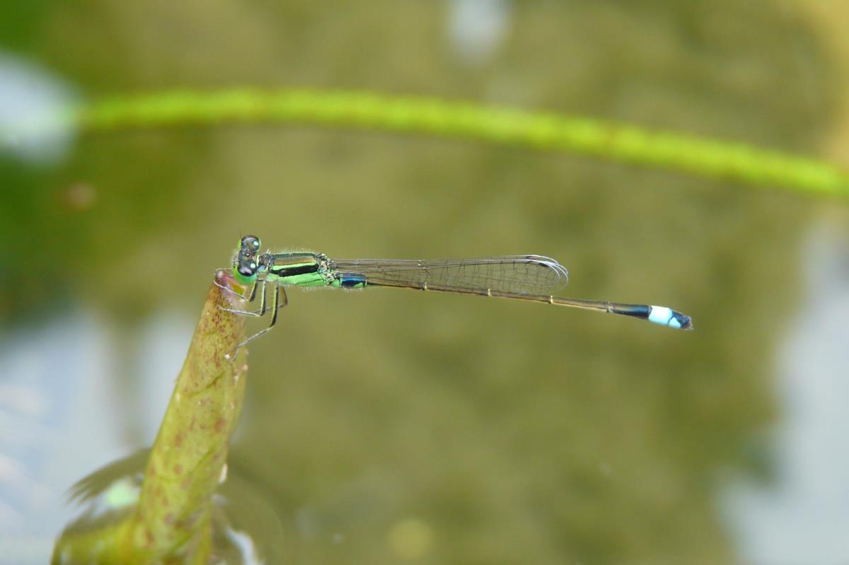 common bluetail male