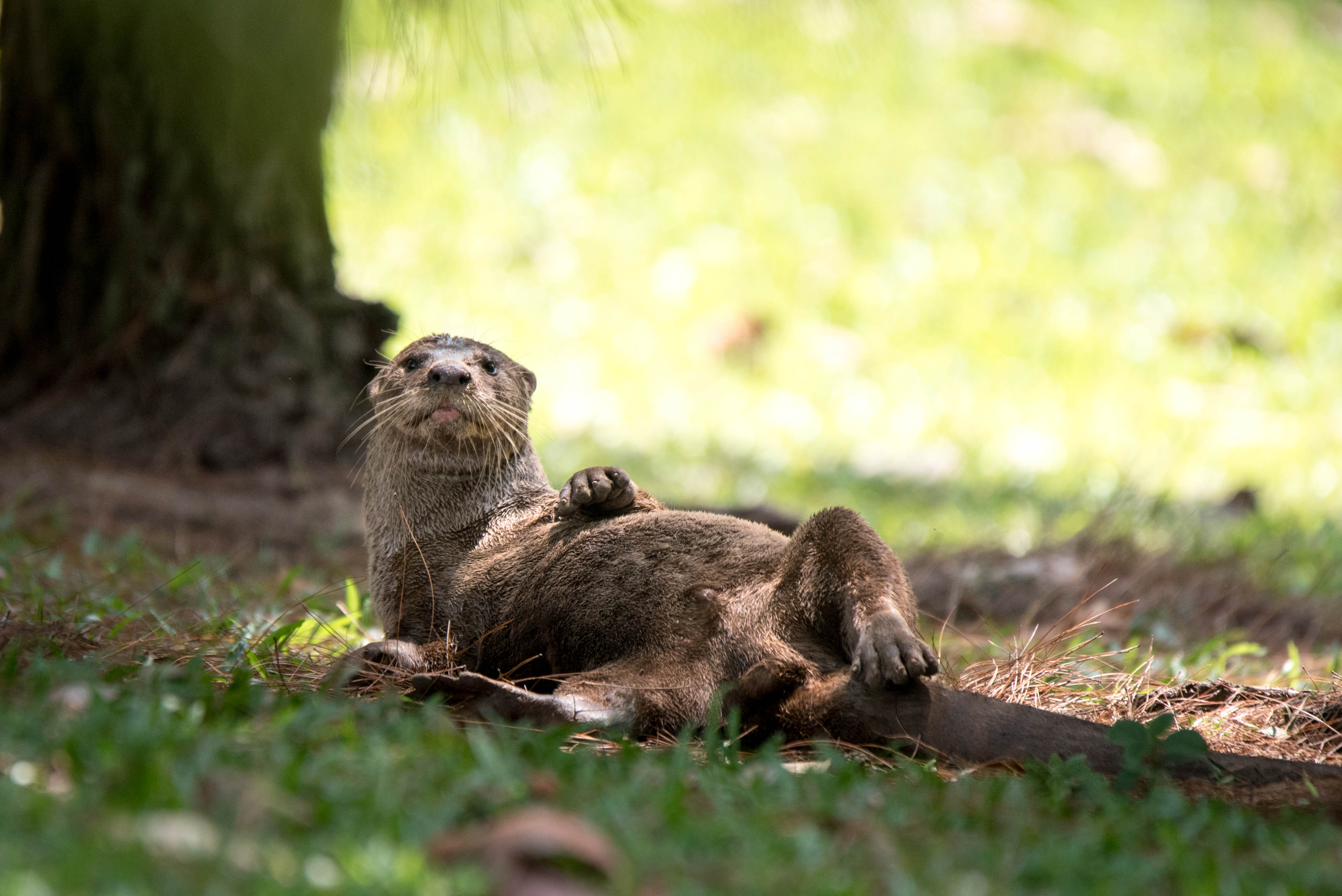 otter