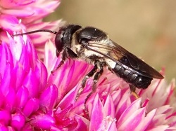 resin bee