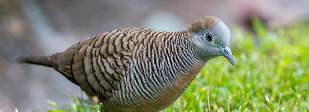 zebra dove