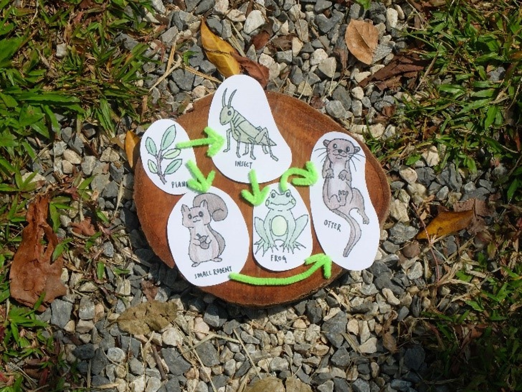 Food Web