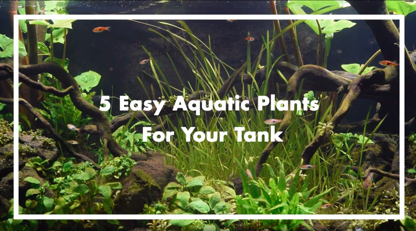 JLG Aquatic plants for your tank