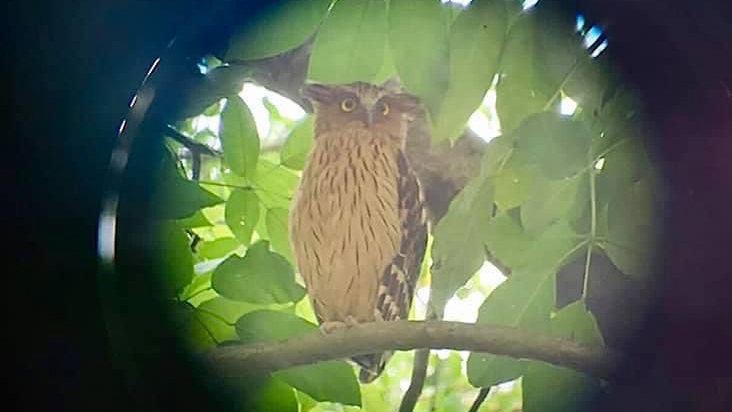 birdwatching