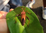 Greening Schools for Biodiversity