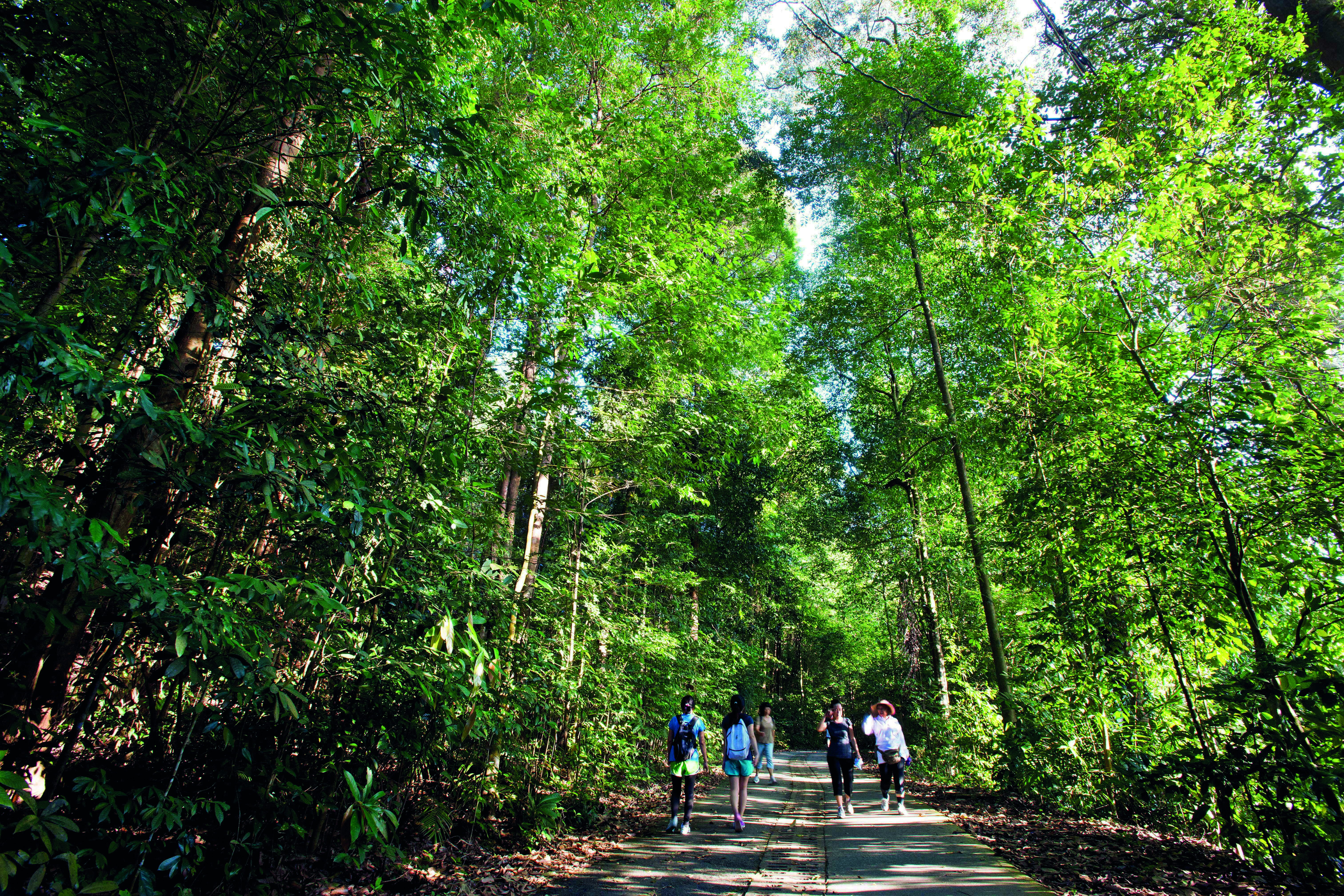 Nature Appreciation Walk at Bukit Timah Nature Reserve - - - What's On -  Activities - National Parks Board (NParks)