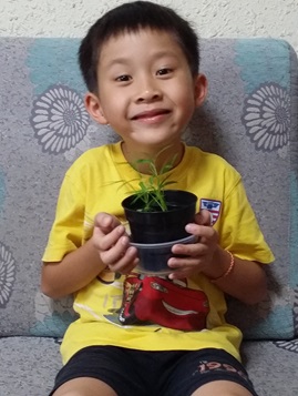 Lysander with plant