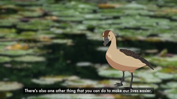 Willie the whistling duck - video 1