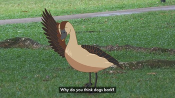 Willie the Whistling Duck - Video 3