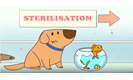 Responsible Pet Ownership