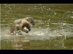 Animal Cam