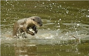 Otter