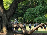 Heritage Trees