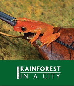 Rainforest in a City cover