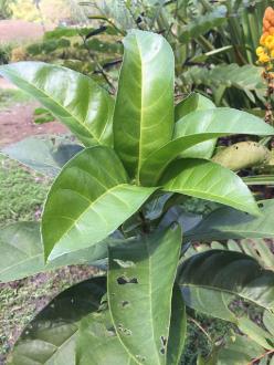 Barringtonia conoidea