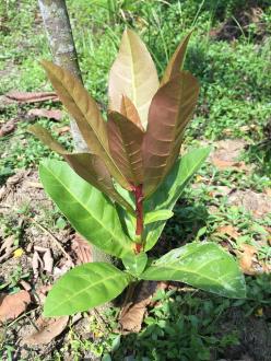 Barringtonia reticulata