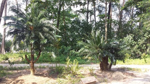 Cycads on Coney Island Park