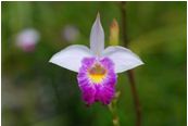Arundina graminifolia (D.Don) Hochr