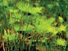 Cyperus haspan